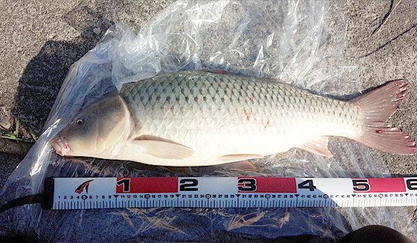 16-五目万能の釣果-60センチくらいの鯉